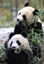 les pandas à Beauval